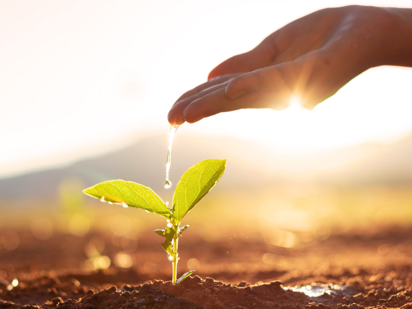 A hand watering a seedling growing in soil